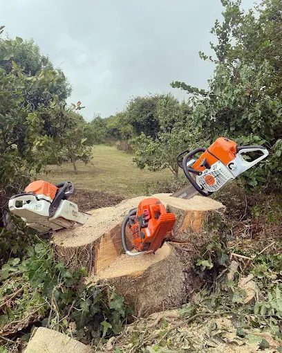 Quality Tree Service Fremont 1